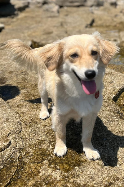 Der Hund Bella kümmert sich im Optikergeschäft Ihhrsehland um die Kundenbetreuung